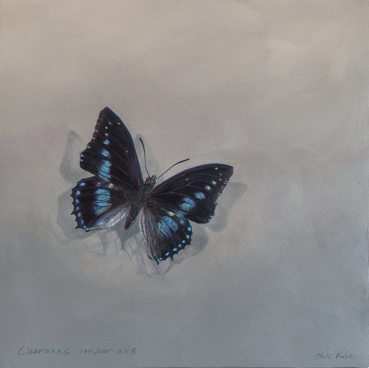 Charaxes imperialis 1 (a), 2014 (acrilico su legno) da Odile Kidd