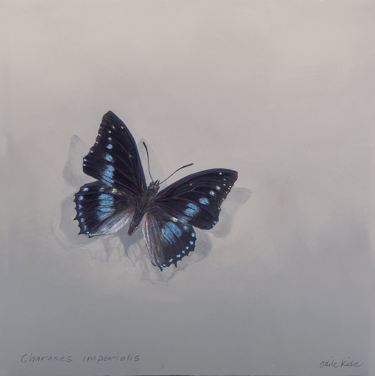 Charaxes imperialis 1 (b), 2014 (acrilico su legno) da Odile Kidd