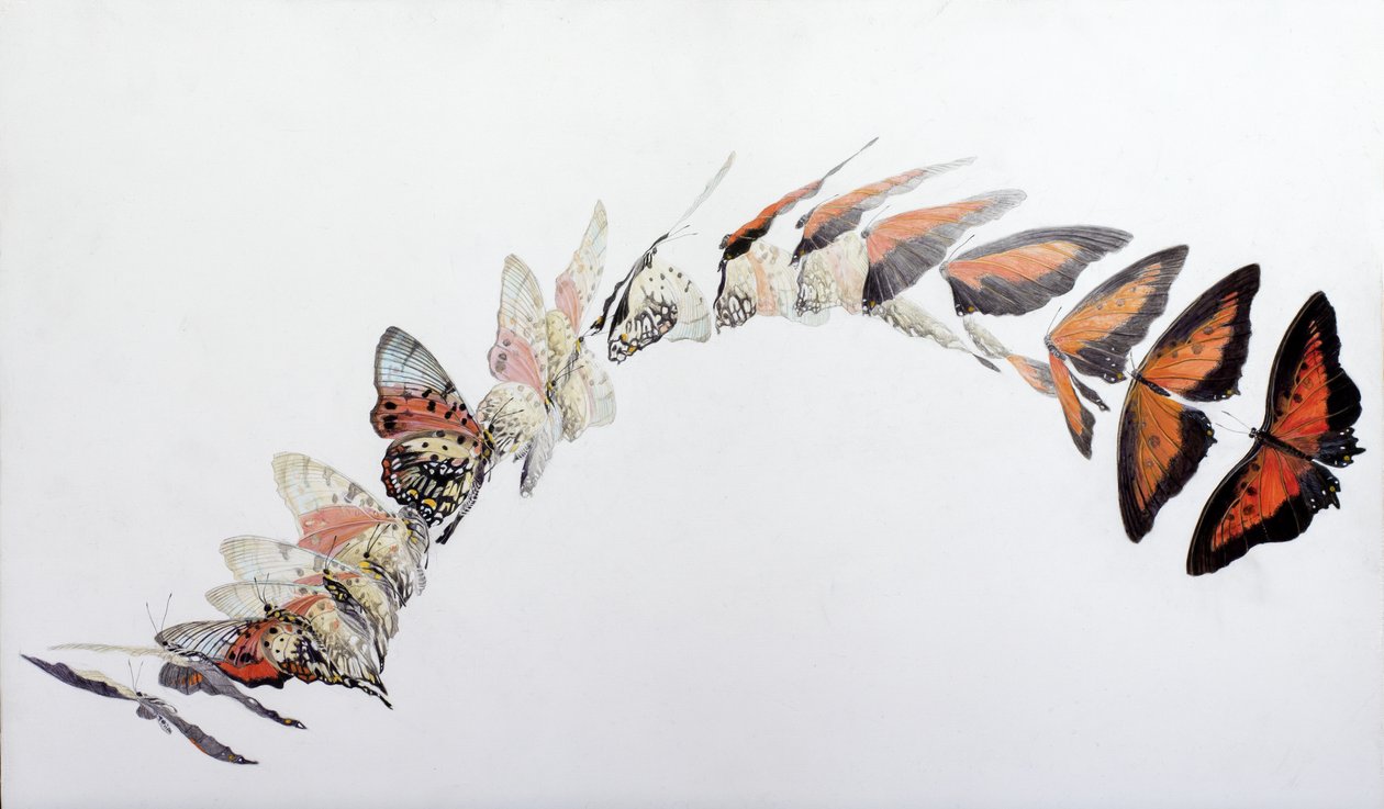 Charaxes zingha flight pattern, 2016 (acrilico su legno gesso) da Odile Kidd