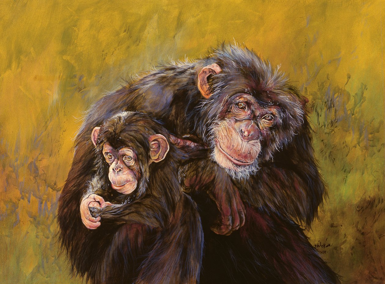 Scimpanzé (acrilico su tela) da Odile Kidd