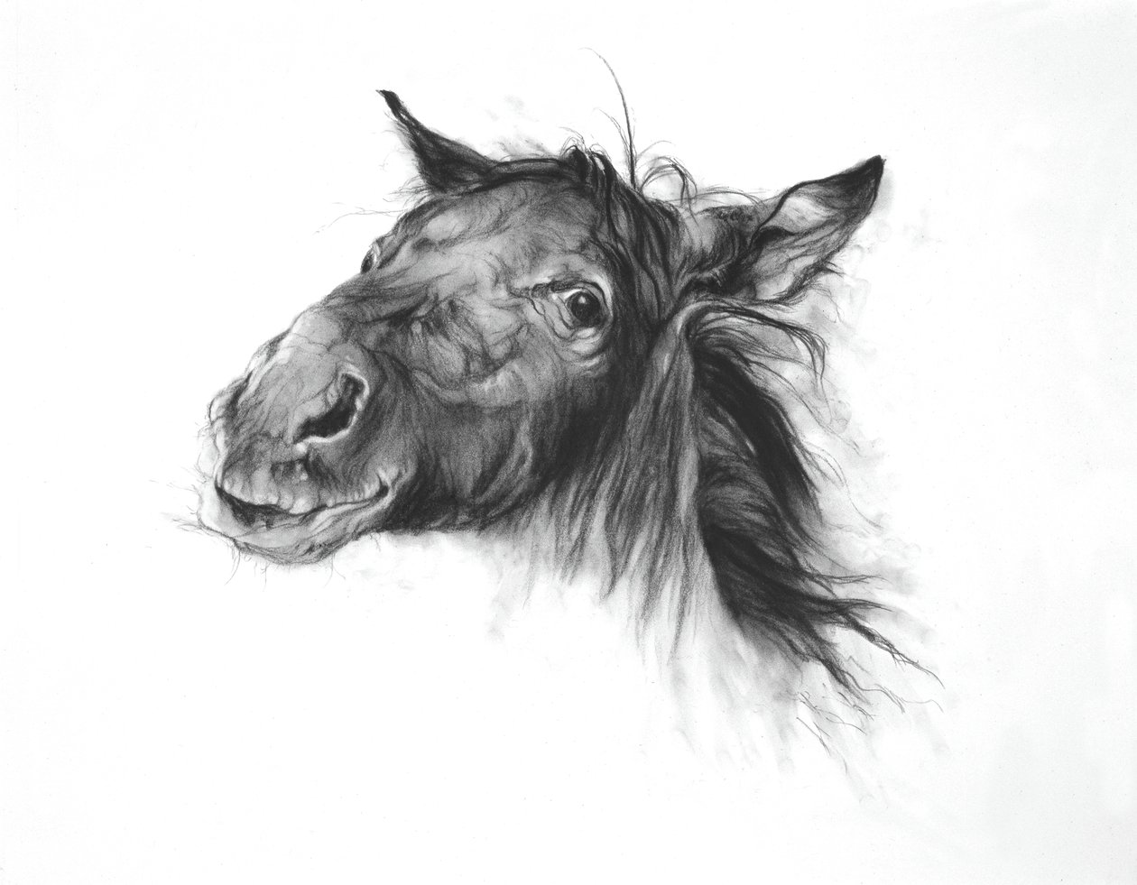 Colt, 2002 (carboncino su carta Fabriano) da Odile Kidd