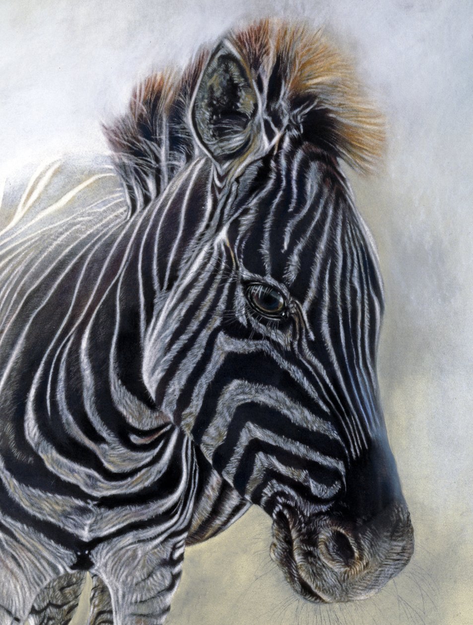Equus burchelli 1 (particolare), 2009 (carboncino, conte e pastello a gesso su carta Bockingford) da Odile Kidd