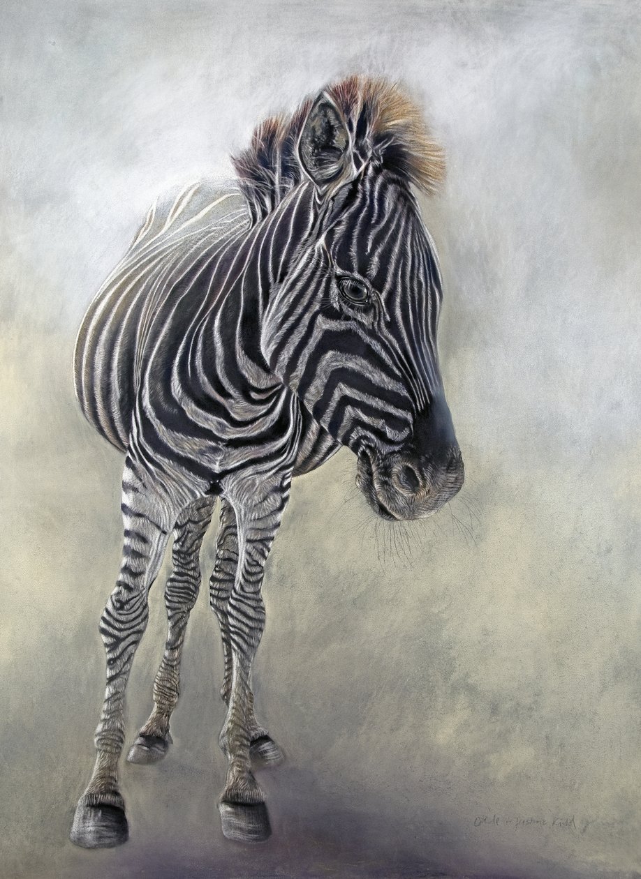 Equus burchelli 1, 2009 (carboncino, conte e pastello a gesso su carta Bockingford) da Odile Kidd