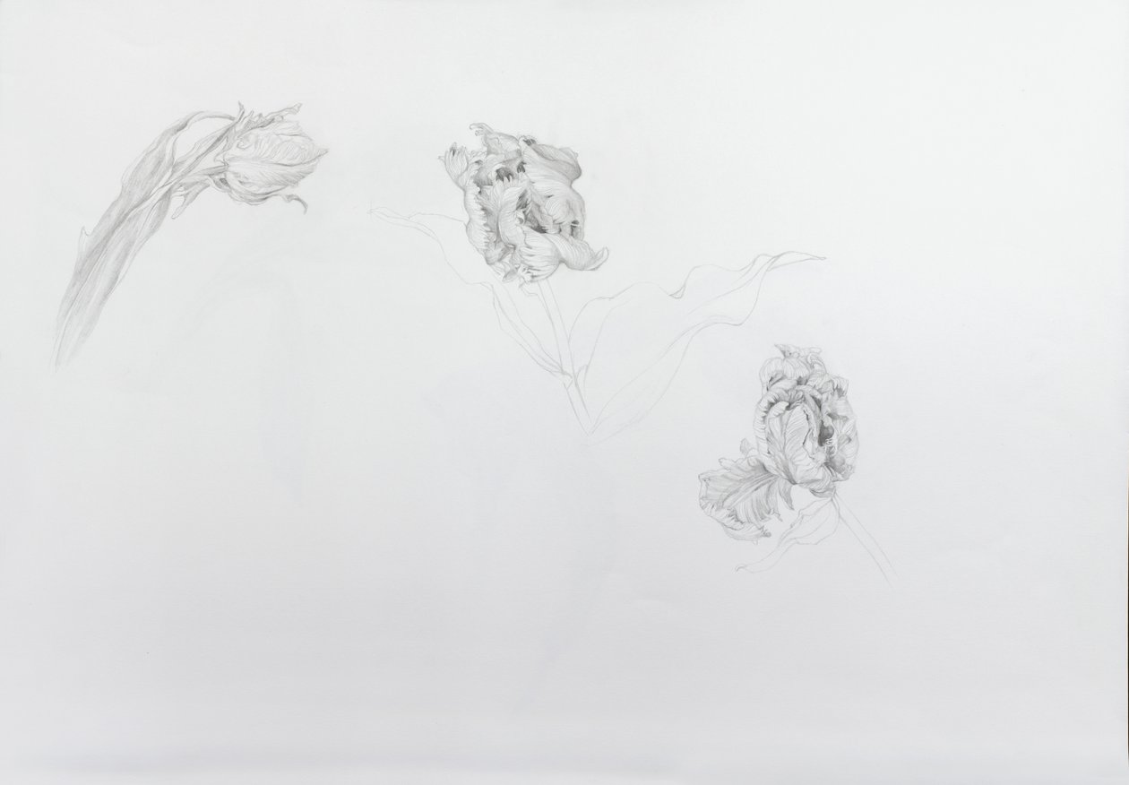 Estella rijnveld 1, 2013 (matita su carta da cartucce) da Odile Kidd