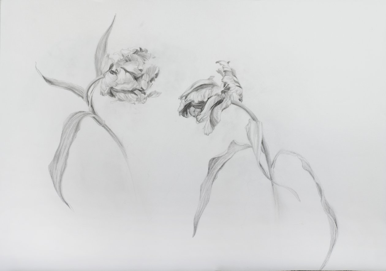 Estella rijnveld 3, 2017 (matita su carta cartonata) da Odile Kidd