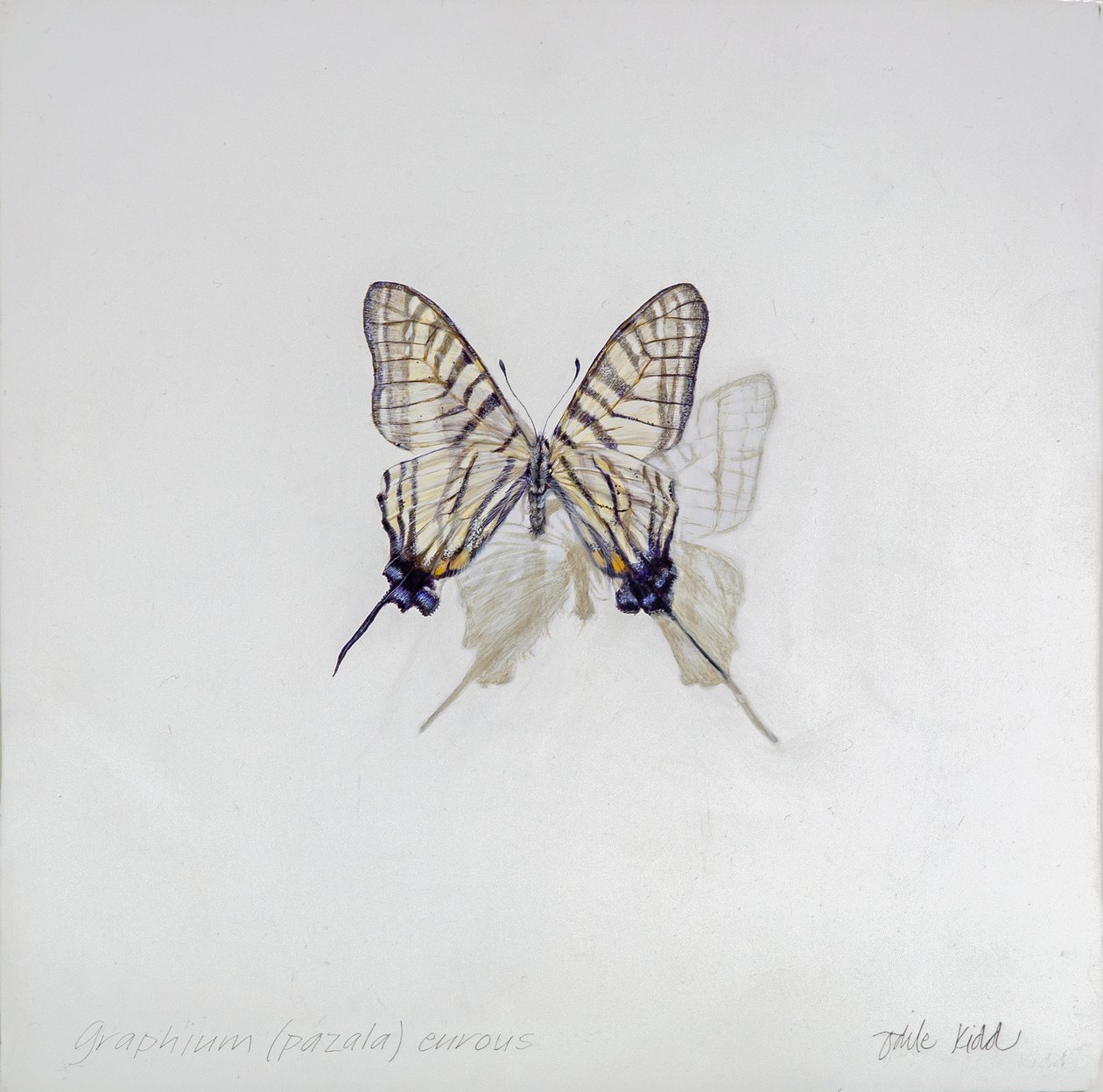 Graphium (Pazala) eurosus, 2014 (acrilico su legno gesso) da Odile Kidd