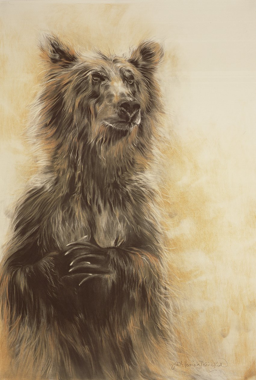 Orso Grizzly 1, 2002 (matita di carbonio, carboncino e gesso) da Odile Kidd