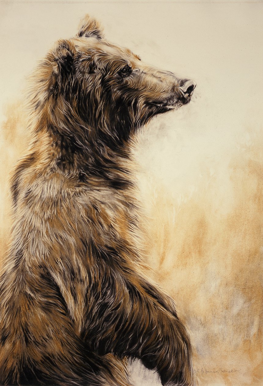 Orso Grizzly 2, 2002 (matita di carbonio, carboncino e gesso) da Odile Kidd