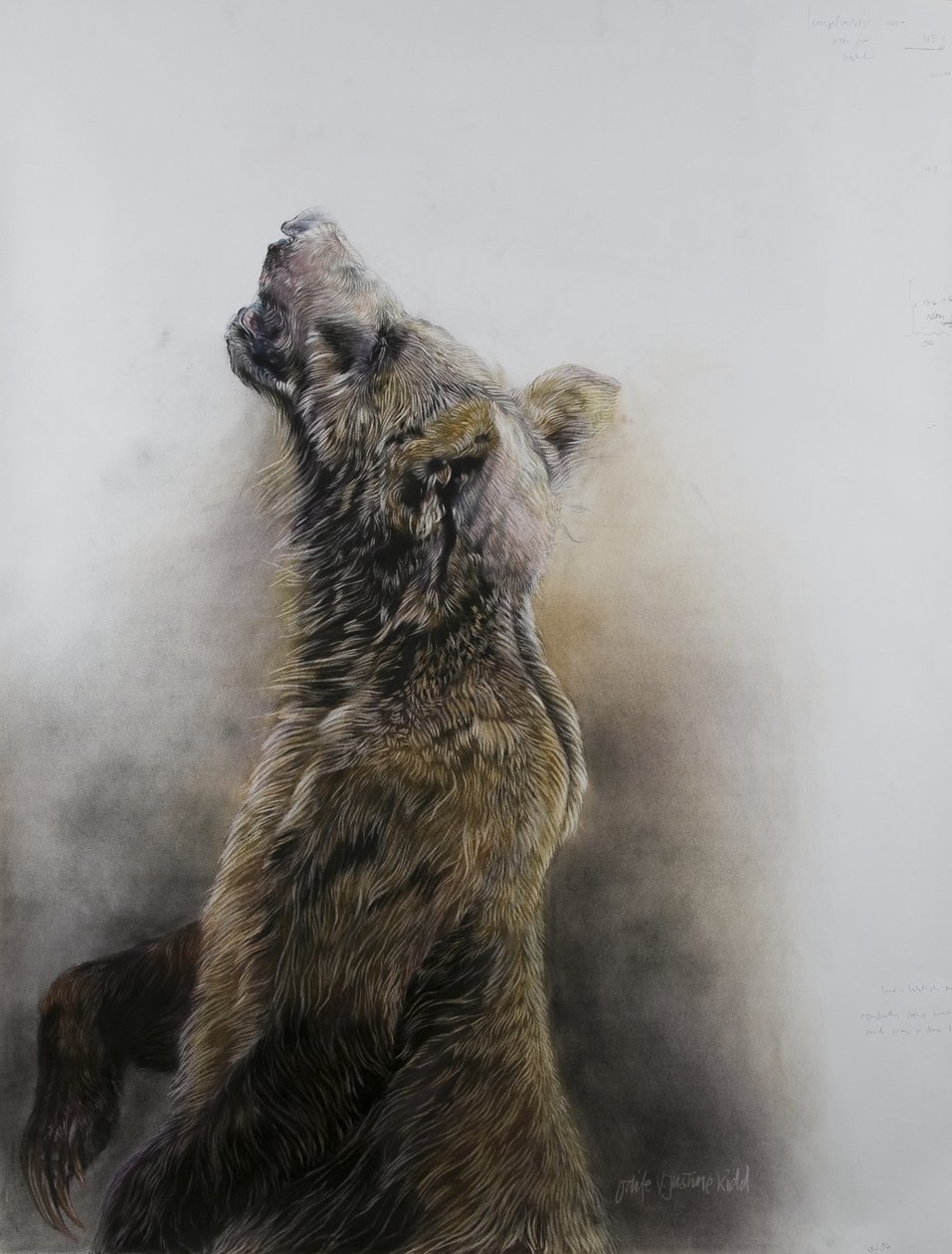 Orso grizzly 3, 2009 (carboncino, conte e pastello a gesso su carta Fabriano) da Odile Kidd