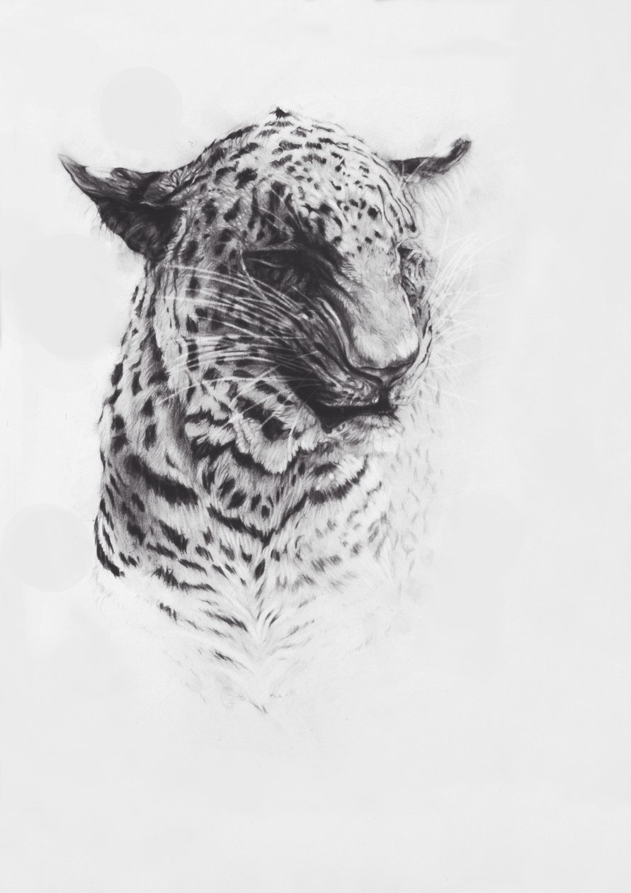 Leopard 2, 2004 (conte on Fabriano paper) da Odile Kidd