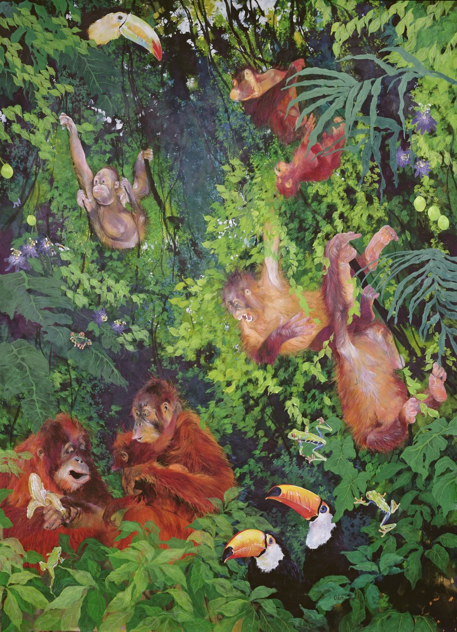 Orangutang e Tucani da Odile Kidd