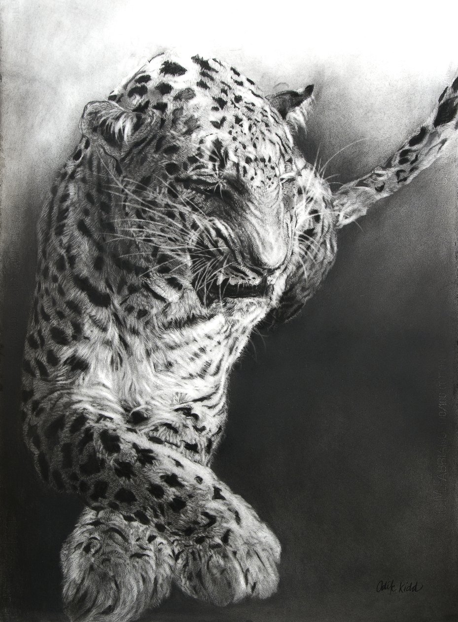 Panthera pardus 1, 2009 (carboncino e conte su carta Fabriano) da Odile Kidd