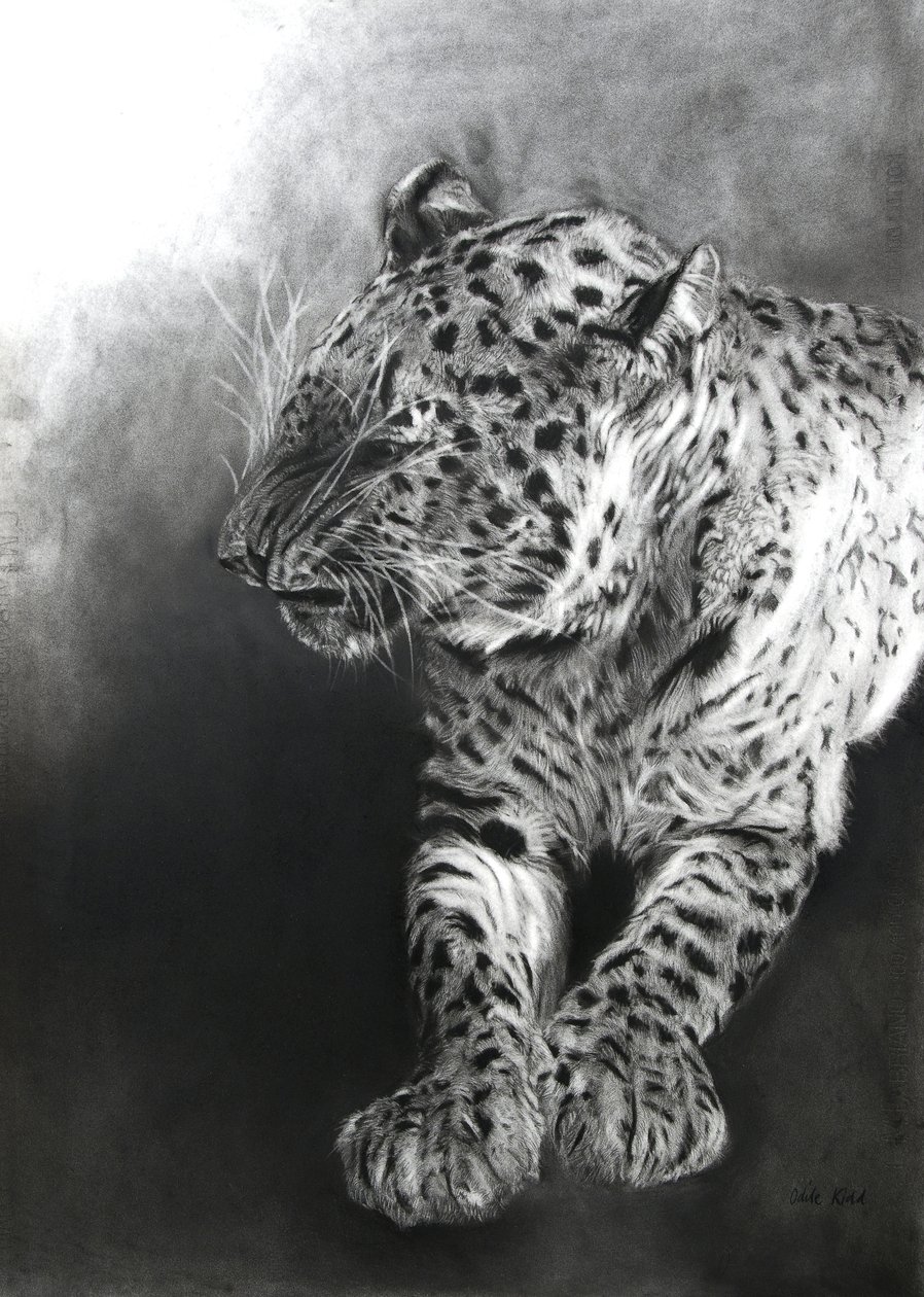 Panthera pardus 2, 2009 (carboncino e conte su carta Fabriano) da Odile Kidd