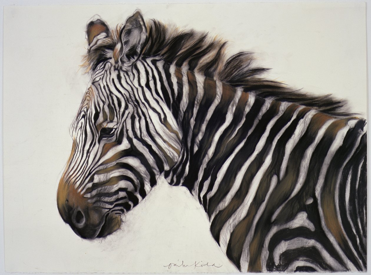 Zebra, 2002 (carboncino e gesso) da Odile Kidd