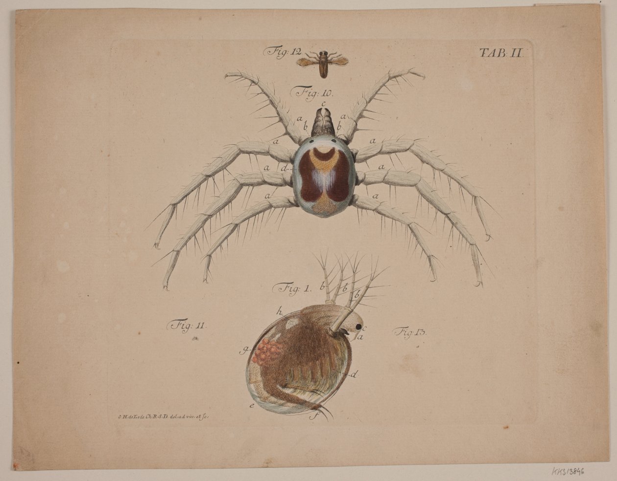 Insetti. Tavola II di opera zoologica da Odvardt Helmoldt de Lode