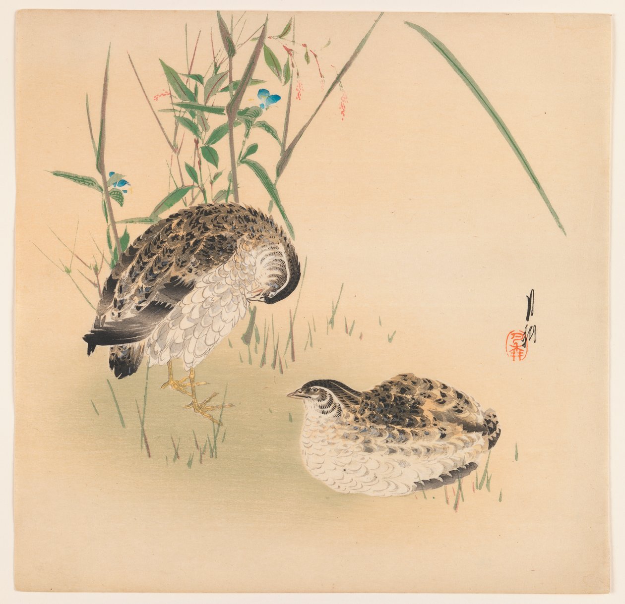 Due quaglie, c.1890-1910 da Ogata Gekko