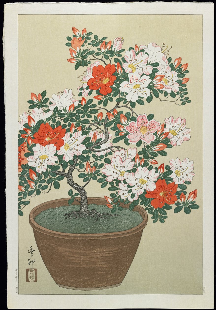 Azalea in vaso, anni 