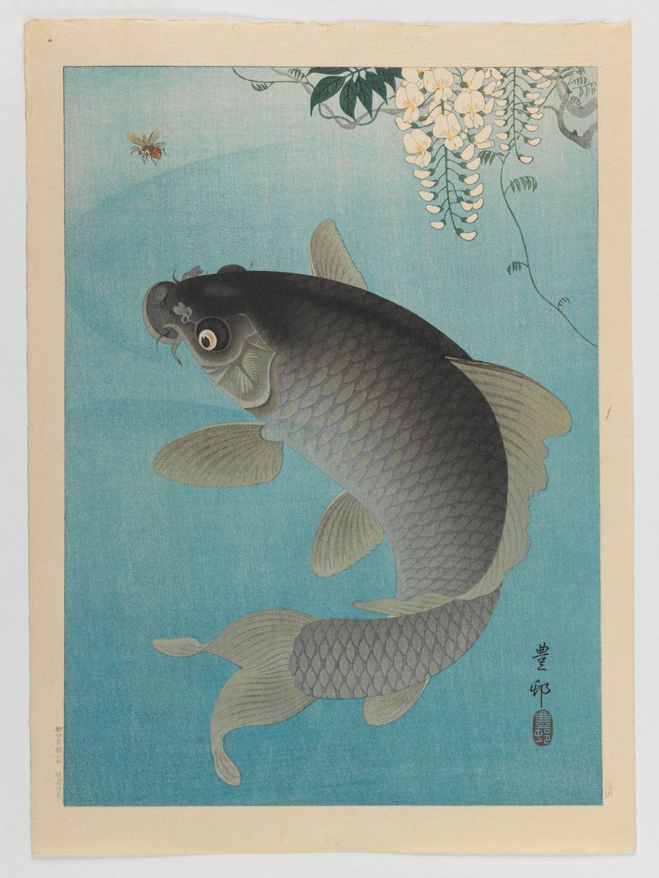 Carpa sotto il glicine, c.1935 da Ohara Koson