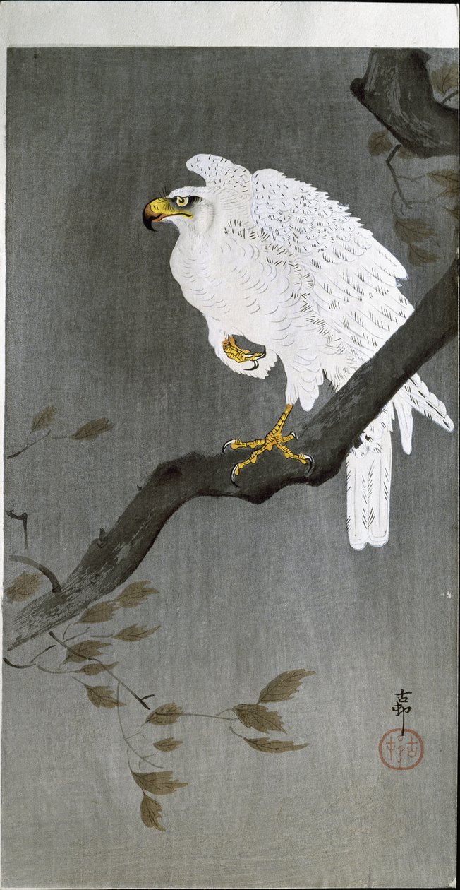 Falco su un ramo, 1907 da Ohara Koson