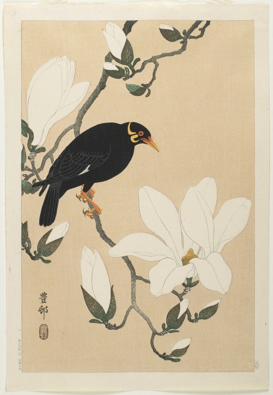 Myna delle colline su un ramo di magnolia, metà del XX secolo da Ohara Koson