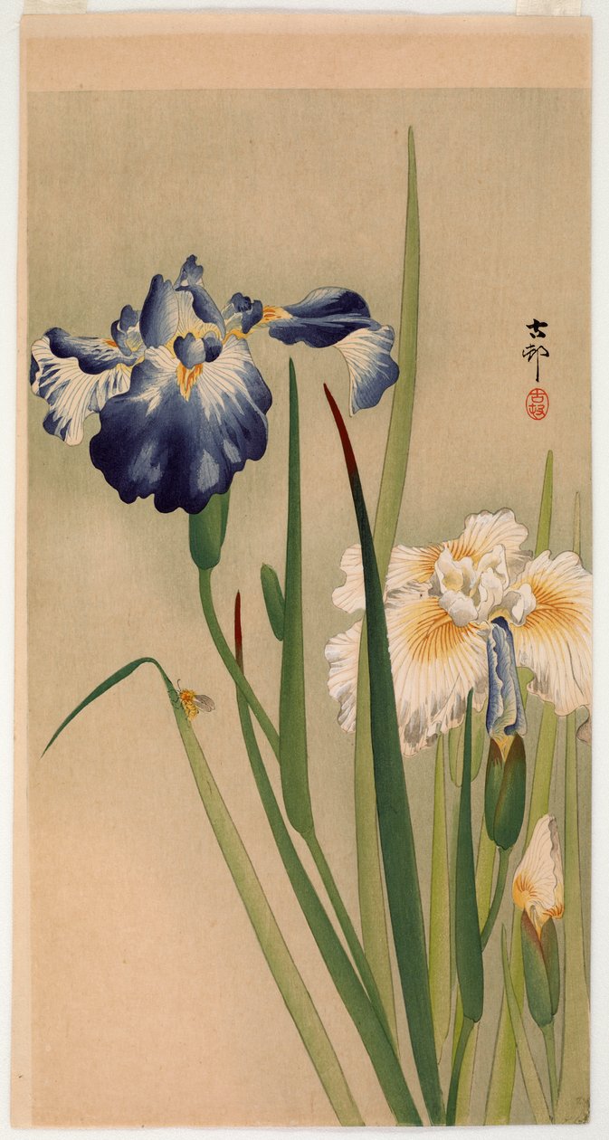 Piccolo insetto su iris in fiore da Ohara Koson