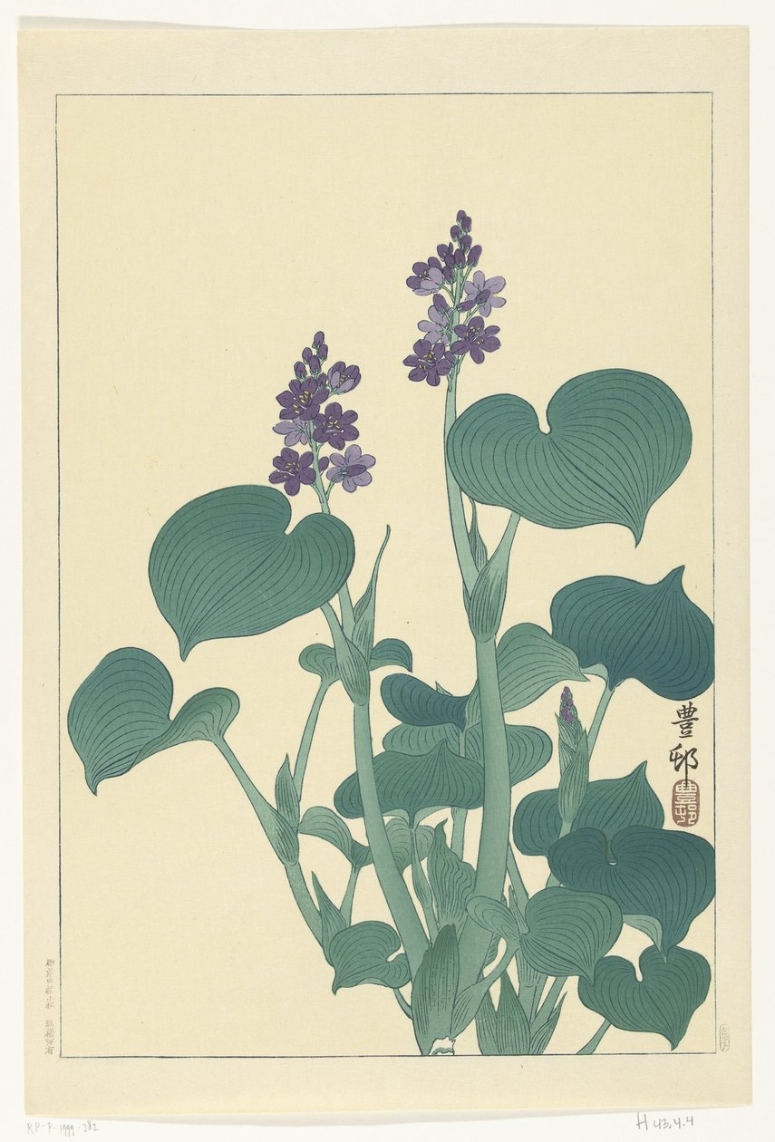 Hosta in fiore da Ohara Koson