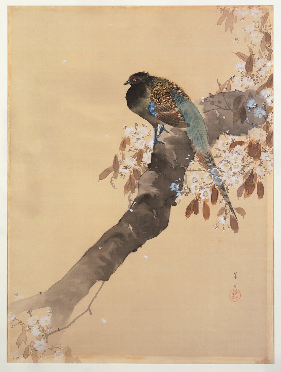 Fagiano su ramo di ciliegio in fiore da Ohara Koson