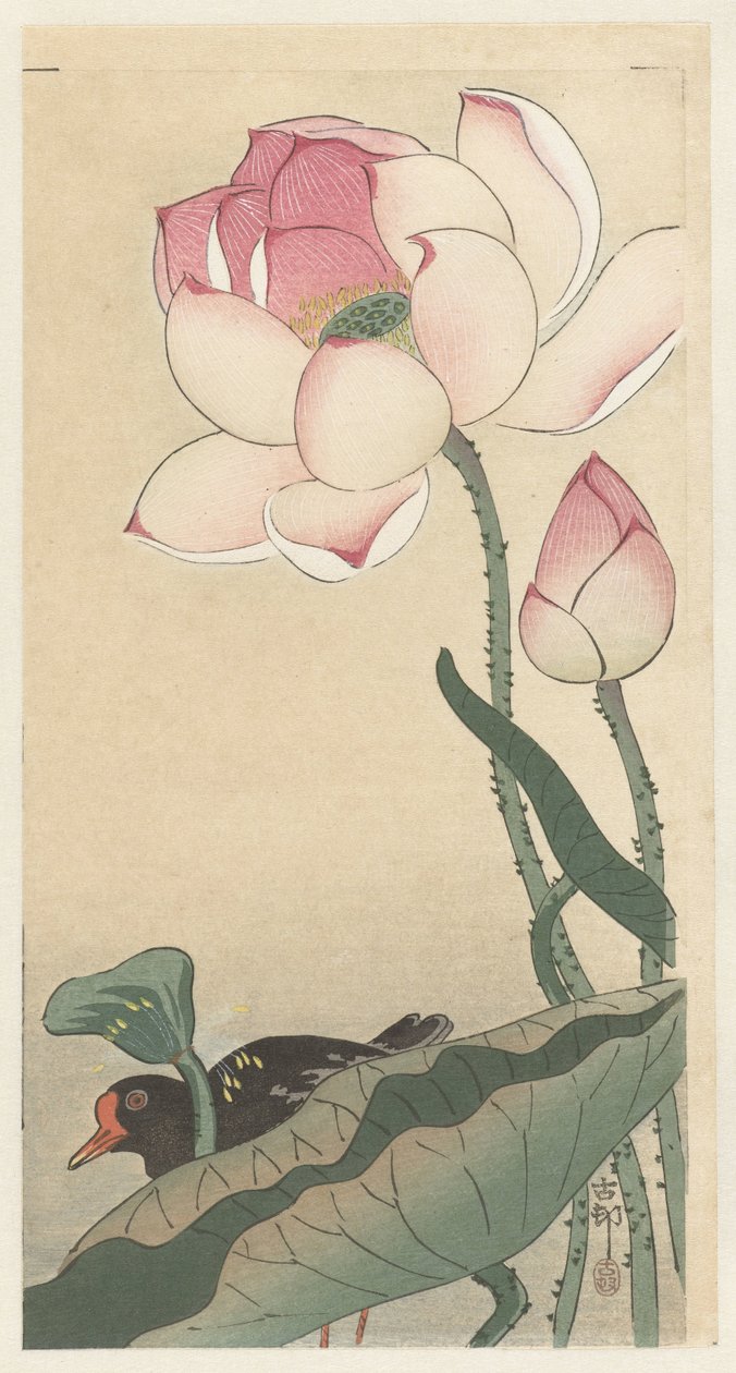 Gallinella con fiori di loto da Ohara Koson