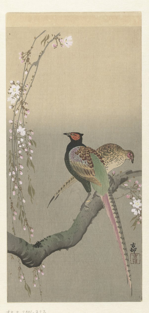 Coppia di fagiani e fiori di ciliegio da Ohara Koson