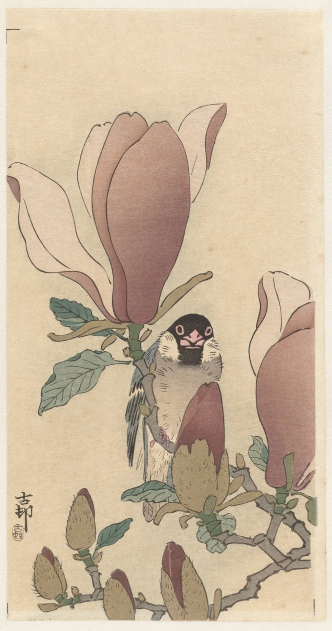 Passero su ramo di magnolia in fiore da Ohara Koson
