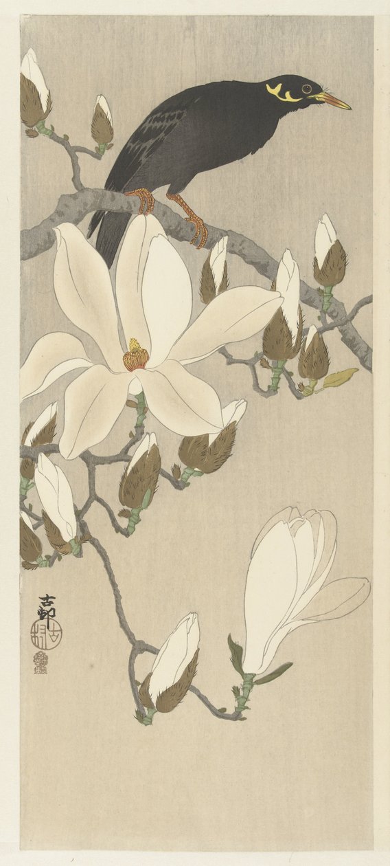 Myna su ramo di magnolia da Ohara Koson