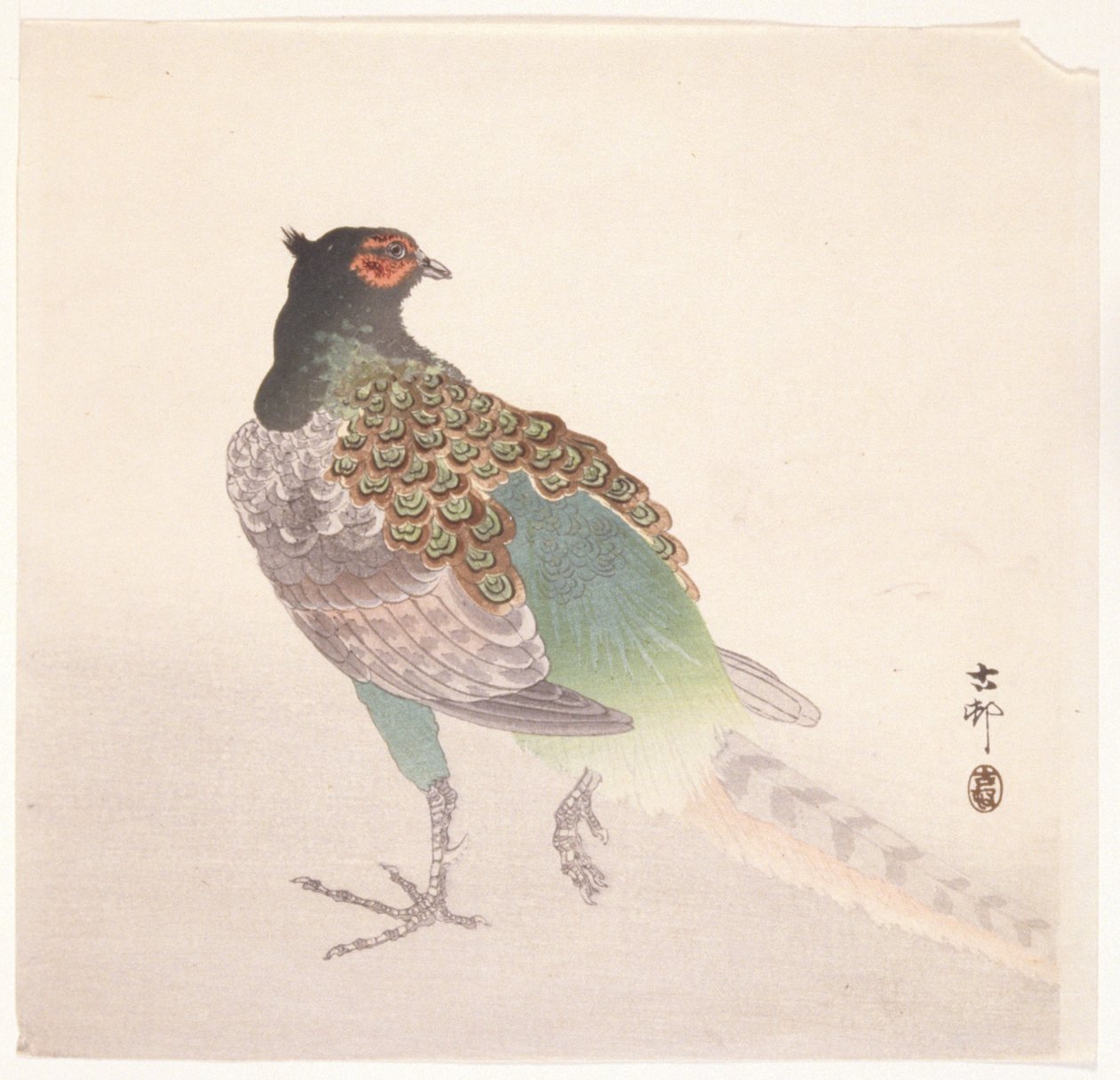 Fagiano da Ohara Koson