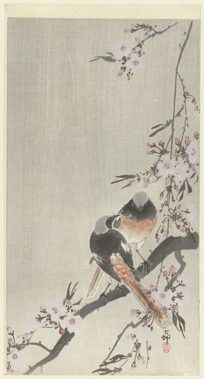 Due codirossi con fiori di ciliegio da Ohara Koson