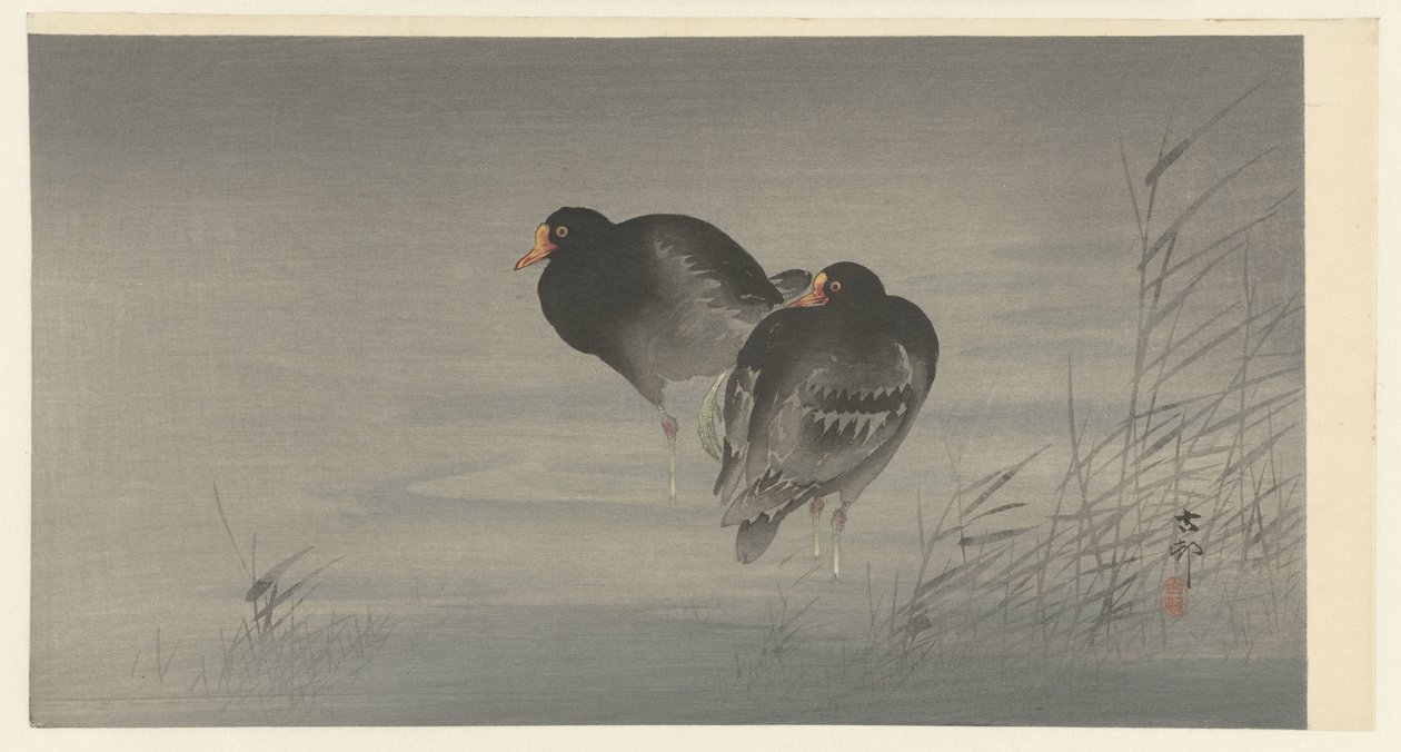 Due gallinelle d