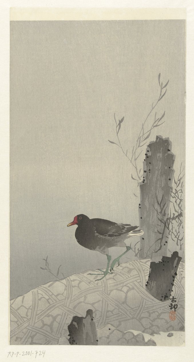 Gallinella d