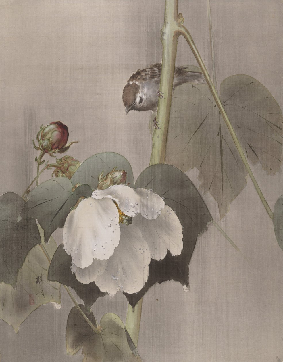 Cotone di rosa malva nella pioggia da Okada Baison