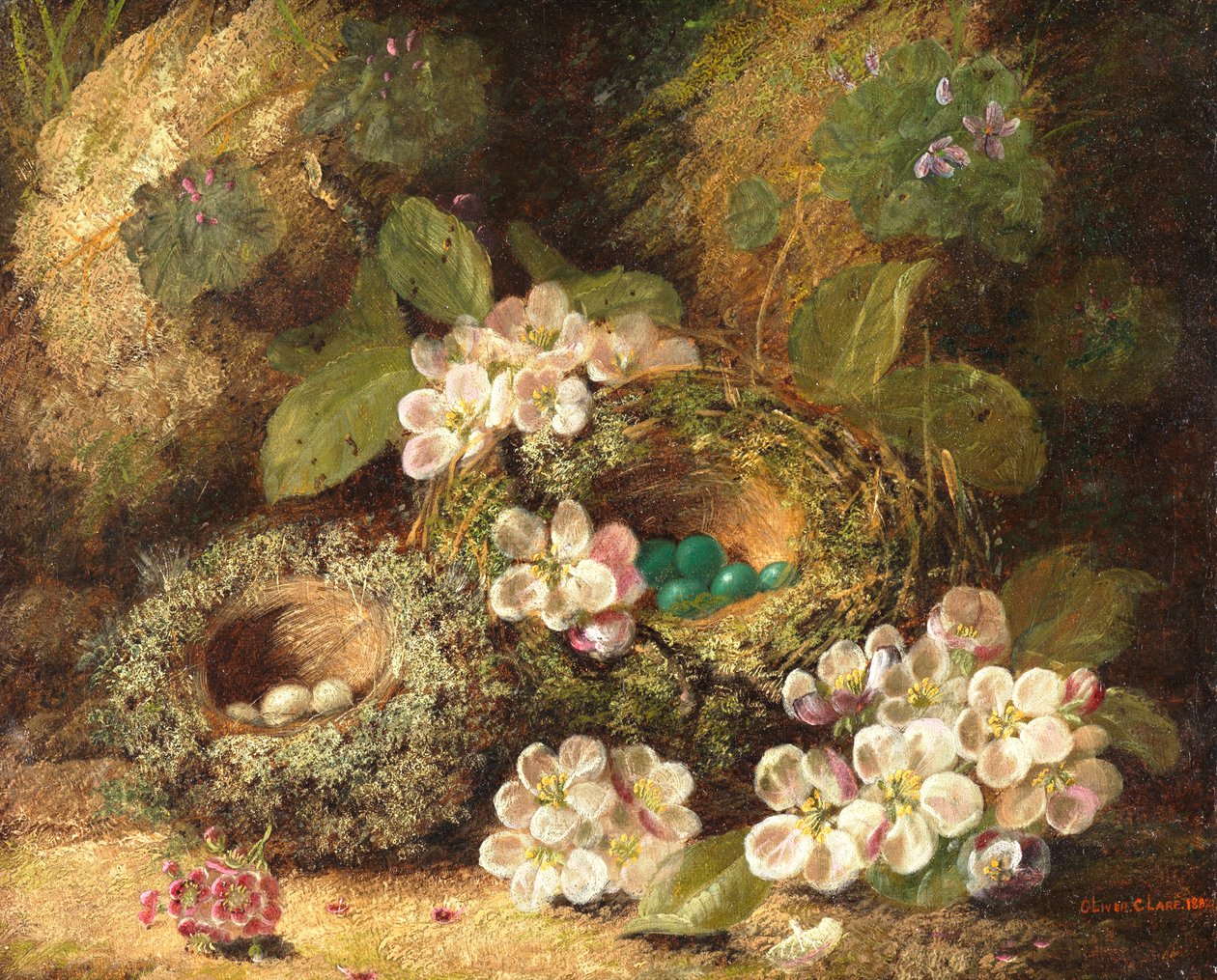 Primule e nidi di uccelli su una riva muschiosa, 1882 da Oliver Clare