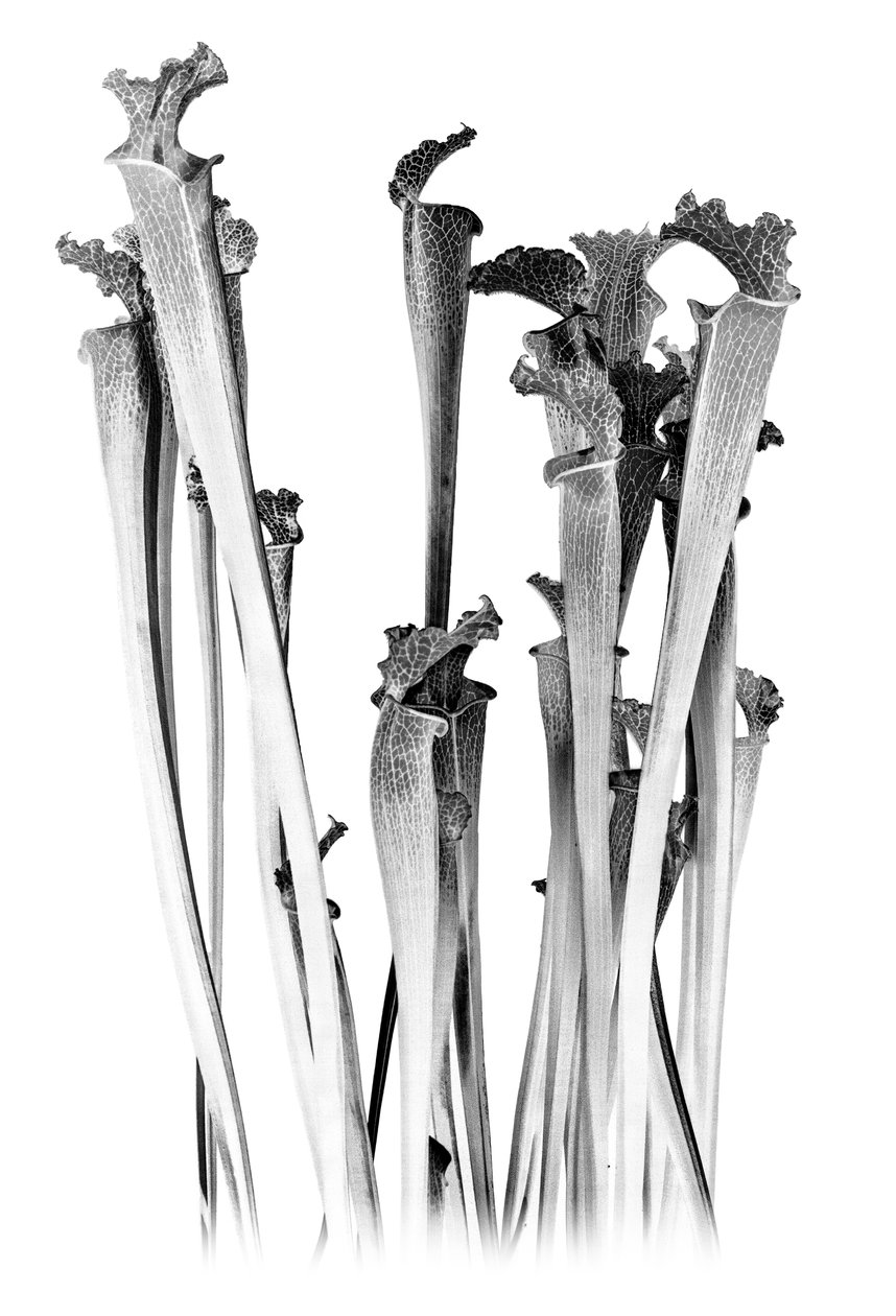 Carnivoro, 2020 (tecnica mista digitale) da Olivia Gozzano