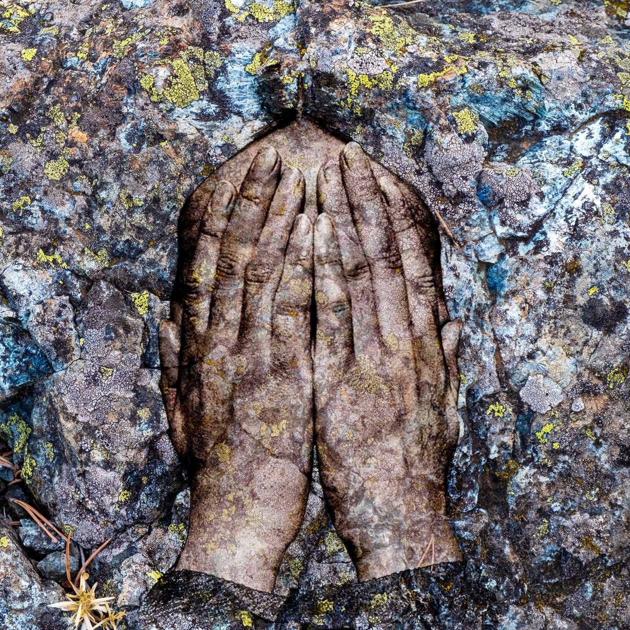 Licheni, 2024 (tecnica mista digitale) da Olivia Gozzano