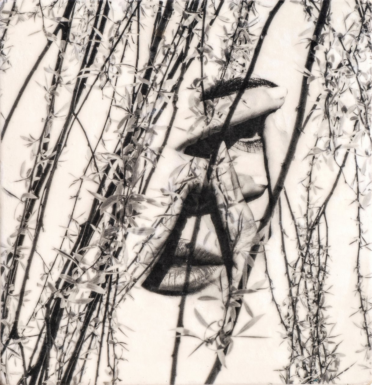 Maura, 2022 (fototransfer di cera d