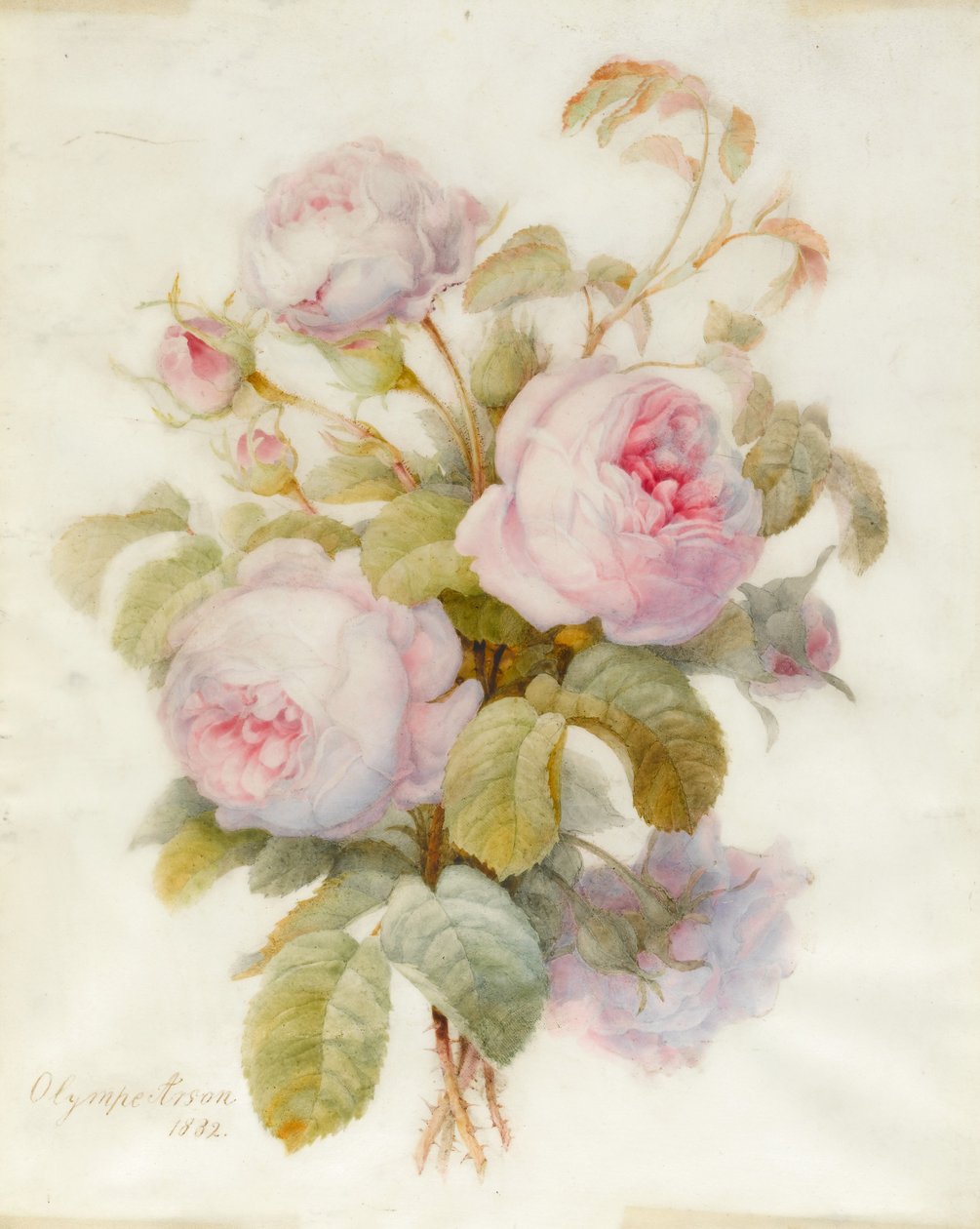 Mazzo di Rose Centifolia, 1832 da Olympe Arson