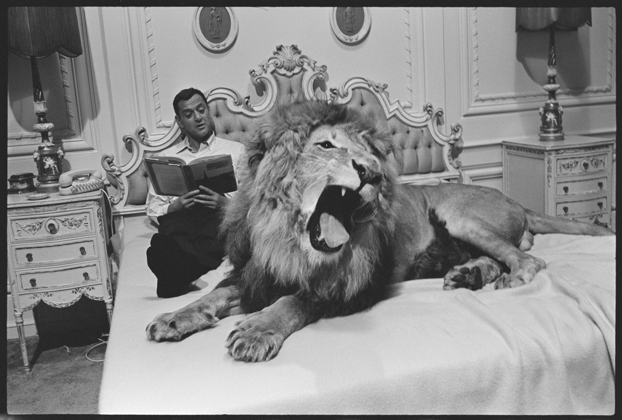 Tony Randall con leone (Zamba), sul set di 