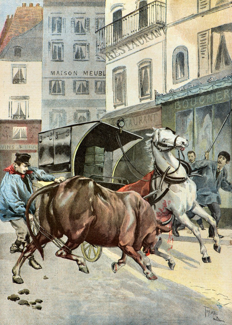 Un toro scappa dal suo guardiano, 1895 (Illustrazione) da Oswaldo Tofani