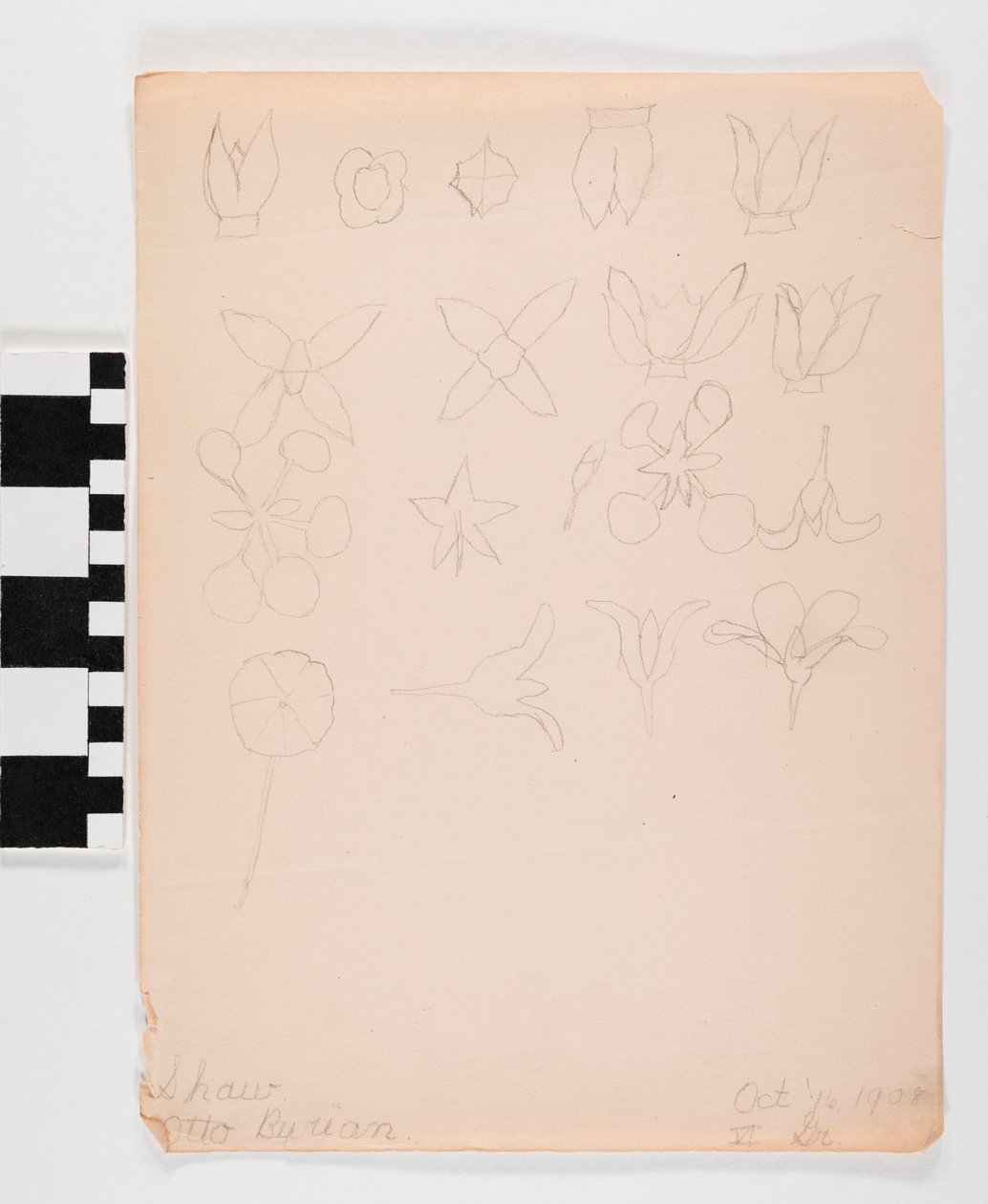 Disegno a matita su carta di molti boccioli di fiori diversi in quattro file da Otto Burian