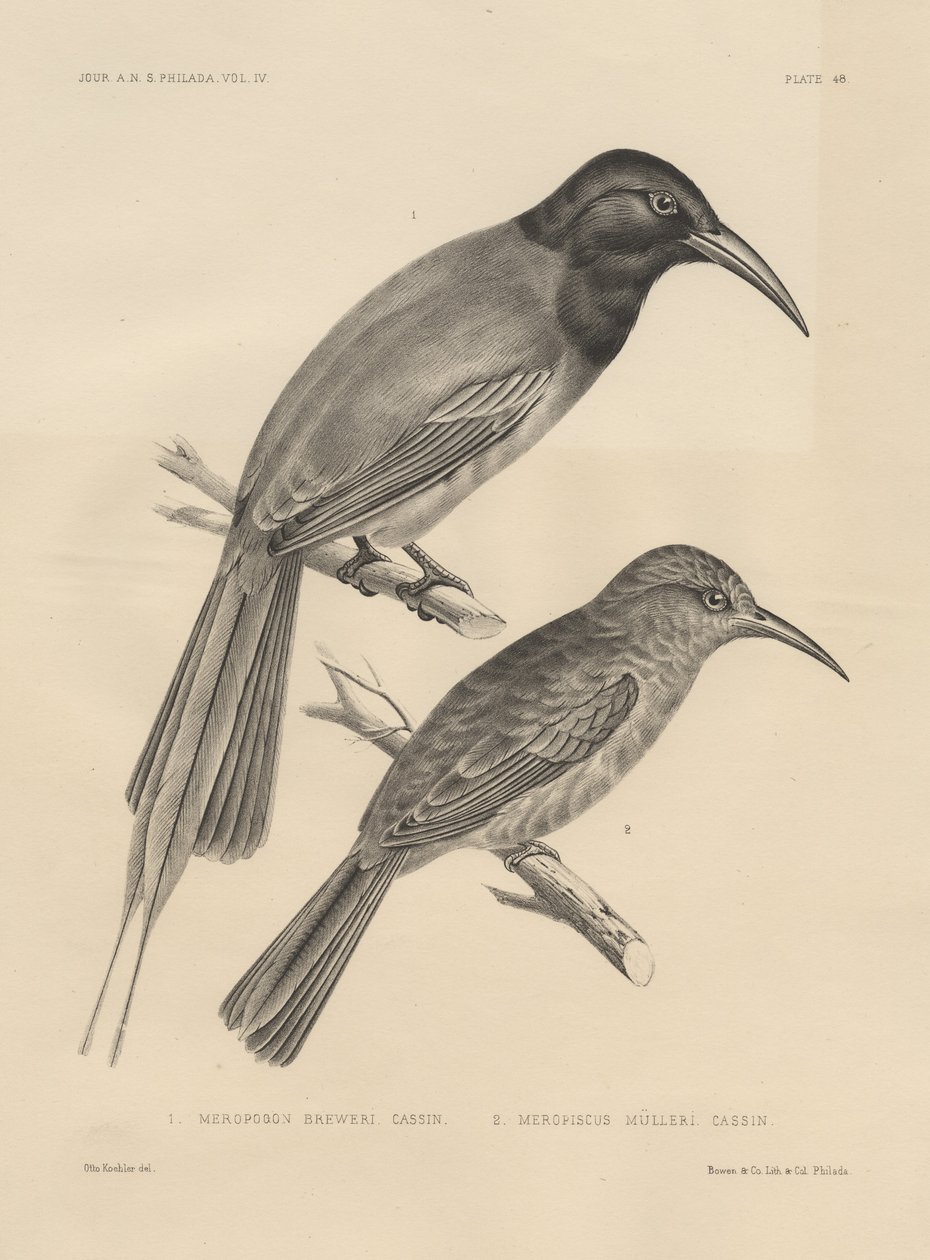 1. Meropogan Breweri e 2. Meropiscus Mulleri, litografia di J.T. Bowen, 1850 da Otto Koehler