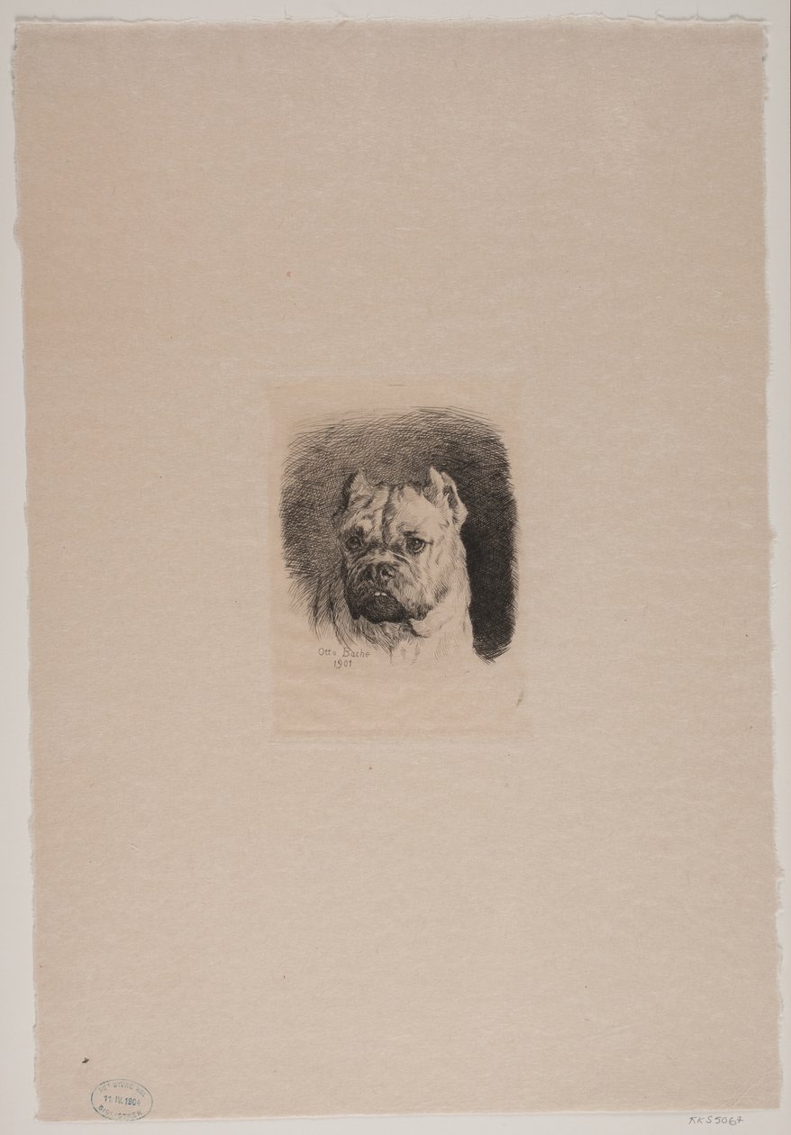 Testa di cane da Otto Bache