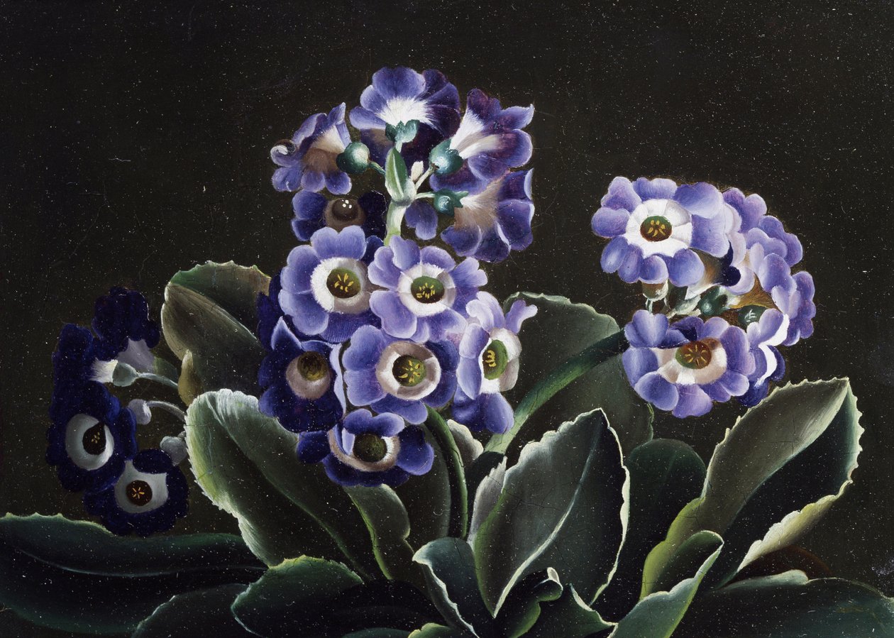 Natura morta di primule da Otto Didrik Ottesen