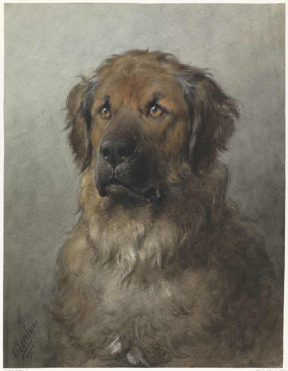 Testa di un Leonberger, di fronte da Otto Eerelman