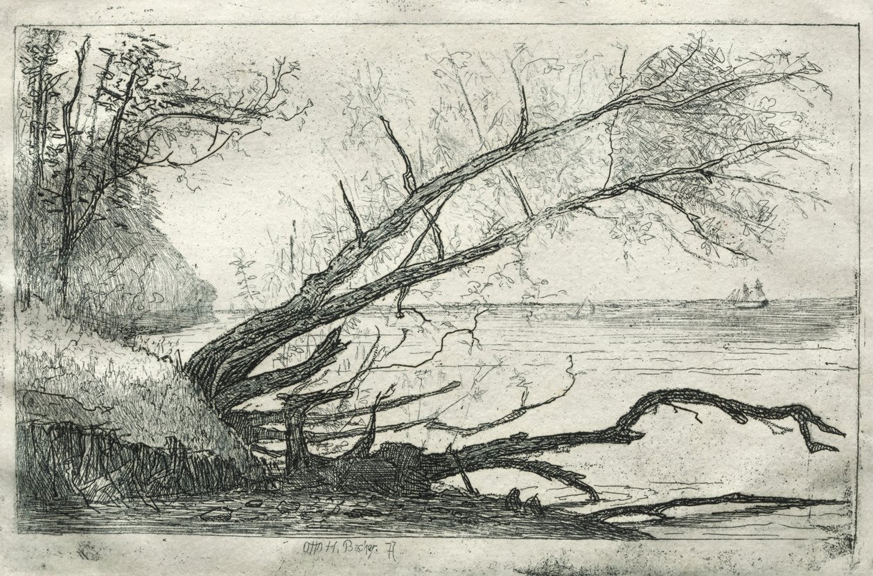 Vecchio sicomoro, 1877 da Otto H. Bacher