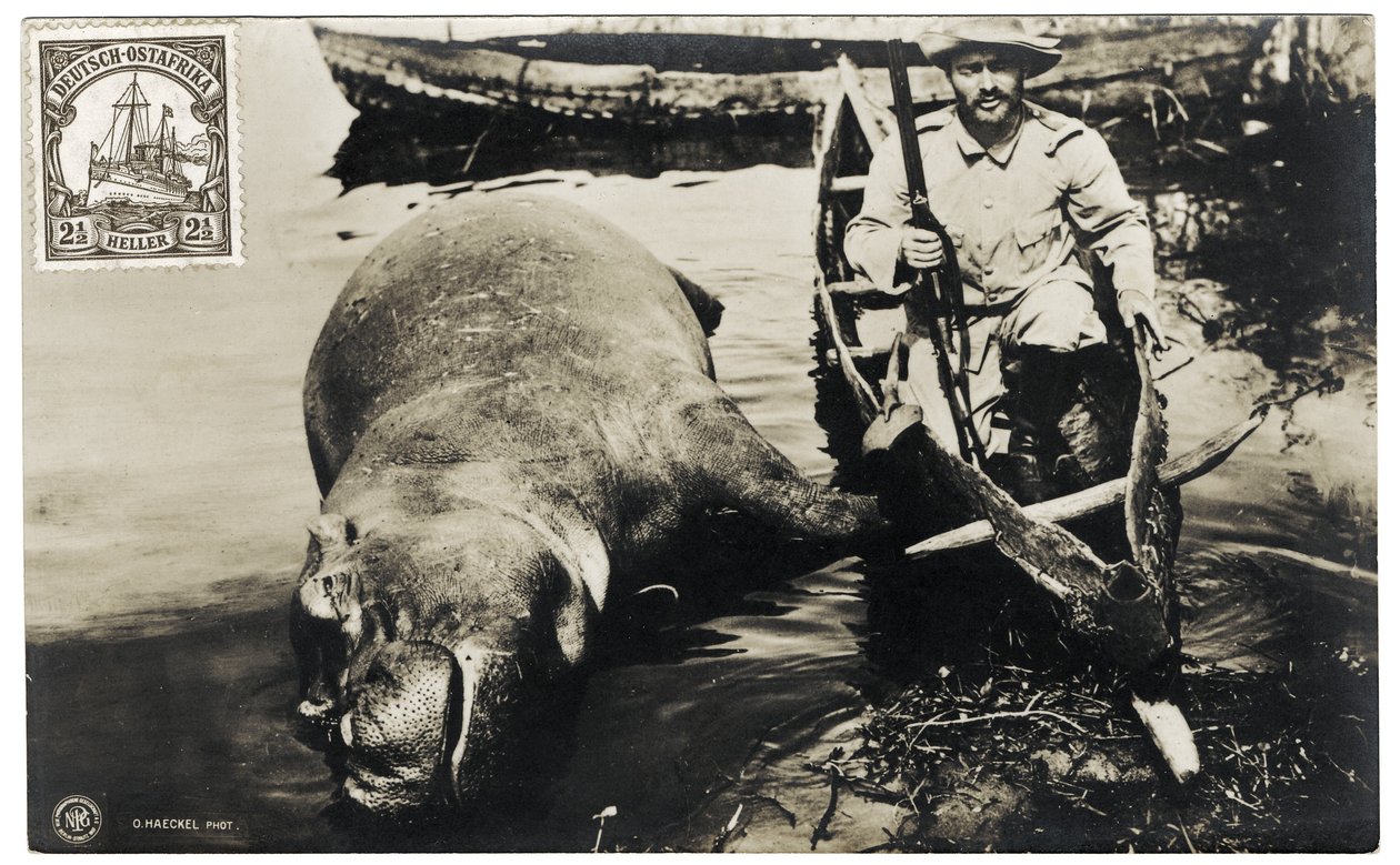 Cacciatore tedesco con ippopotamo, Africa Orientale Tedesca, c.1910 da Otto Haeckel
